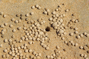 Fototapeta na wymiar crab caves and sand ball
