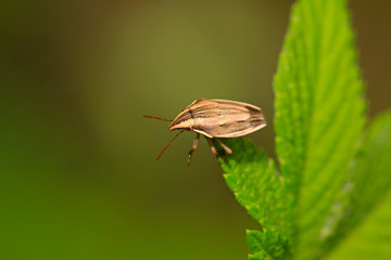 Fototapeta premium stink bug