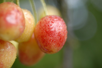 cerises