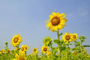Photo sur Plexiglas Tournesol sunflower