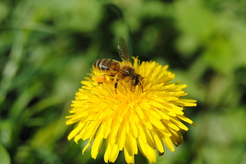 abeille