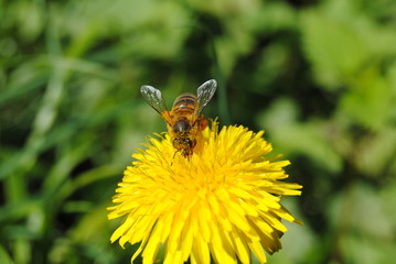 abeille