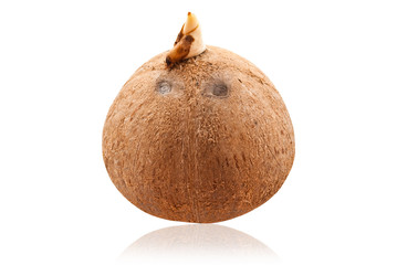 Inside coconut isolate on the white.