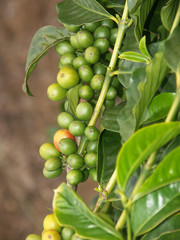 cerises vertes de caféier