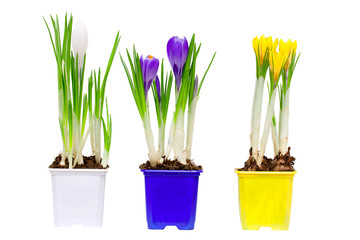 Fototapeta premium Spring flowers in vases and pot, isolated on white