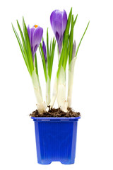 Spring flowers in vases and pot, isolated on white