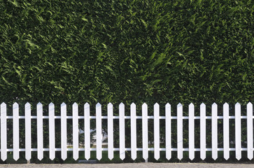 Wooden fence with hedge