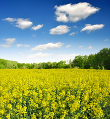 Fototapeta premium rapeseed field