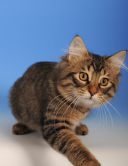 GATTO CUCCIOLO, 4 MESI.