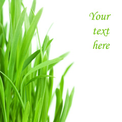 Fresh green grass isolated on white background