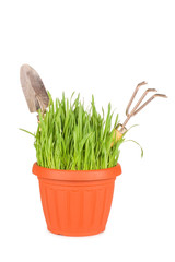 Green grass in a pot isolated on a white background