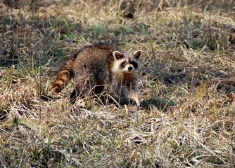 Obraz premium young raccoon