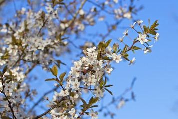 Cherry Blossom