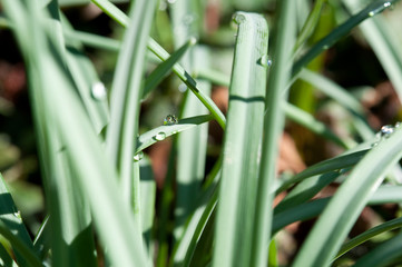 Obraz premium Kräuter nach dem Regen