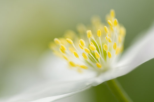 Anemone Spring Flower Macro