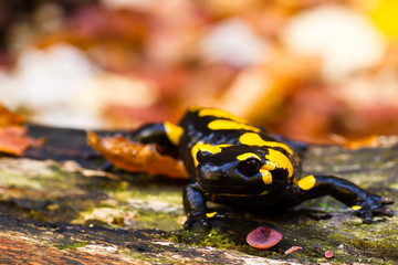 Salamander