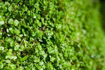 Regenwald. Kleine pflanzen
