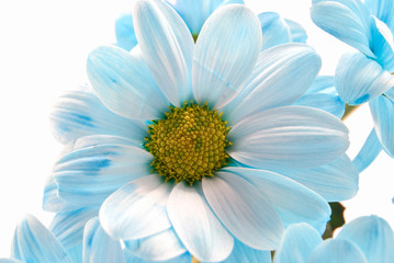 blue flower