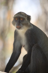 Kenia Africa _  Photo © Herby Meseritsch