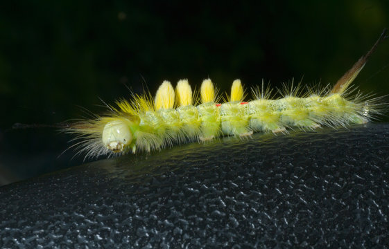 Haired caterpillar 8