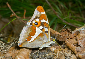 Butterfly (Apatura iris amurensis) 10