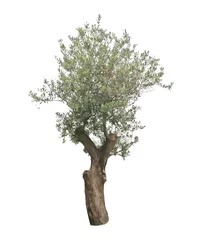 Wall murals Olive tree Olive tree isolated on white background