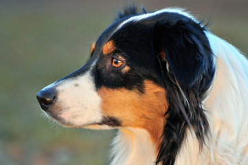 Australian Shepherd