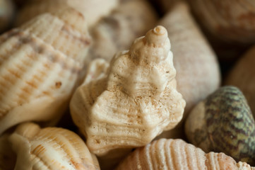 coquillages