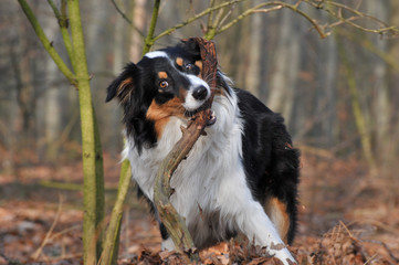 Australian Shepherd