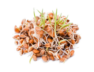 Sprouted wheat
