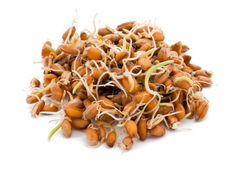 Sprouted wheat seeds