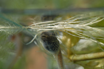 têtard de crapaud