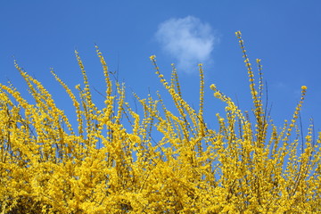 Forsythia