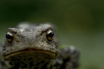 Crapaud