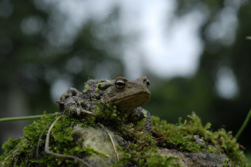 Crapaud