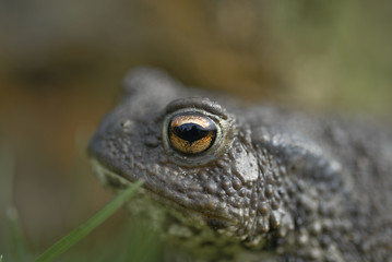 Crapaud