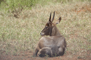 Kenia Africa _  Photo © Herby Meseritsch