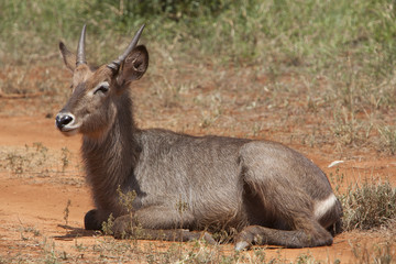 Kenia Africa _  Photo © Herby Meseritsch