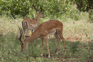 Kenia Africa _  Photo © Herby Meseritsch