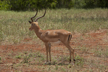 Kenia Africa _  Photo © Herby Meseritsch