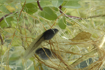 têtard de crapaud