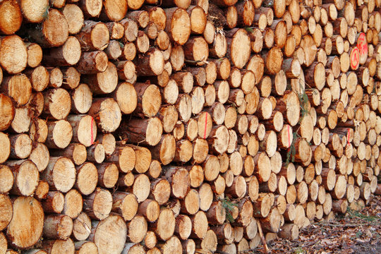 Blochholz Bilder Durchsuchen 1,742 Archivfotos, und