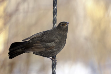 turdus merula, blackbird