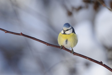blue tit, parus caeruleus