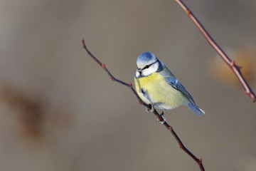 blue tit, parus caeruleus