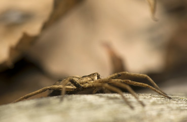 Pisaura mirabilis
