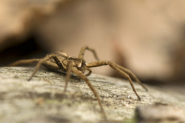 Pisaura mirabilis