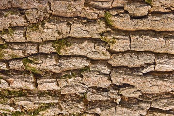wooden bark as a texture background