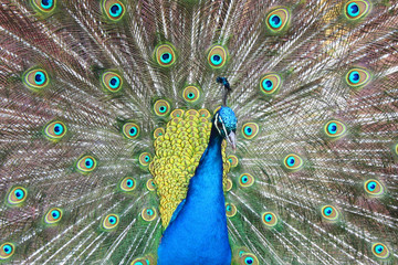 Obraz premium Pfau