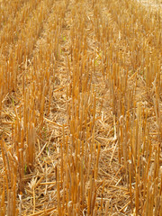 Harvested field detail